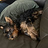 dog, yorkshire_terrier, puppy, small_dog, sleeping, lying_down, relaxed, furry, black_and_tan, long_hair, pet, animal, leather_seat, couch, pillow, indoor, portrait, close_up, cozy, resting