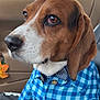 dog, beagle, pet, blue_shirt, bow_tie, car_interior, seat, paws, floppy_ears, brown_and_white, close_up, portrait, leash, collar, snout, fur, attentive, passenger, window, cute