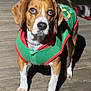 dog, beagle, pet, green_jacket, collar, chain, wooden_deck, paws, ears, snout, wide_eyes, portrait, close_up, standing, outdoor, night, shadow, brown_and_white, canine, attentive