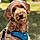 Charlie