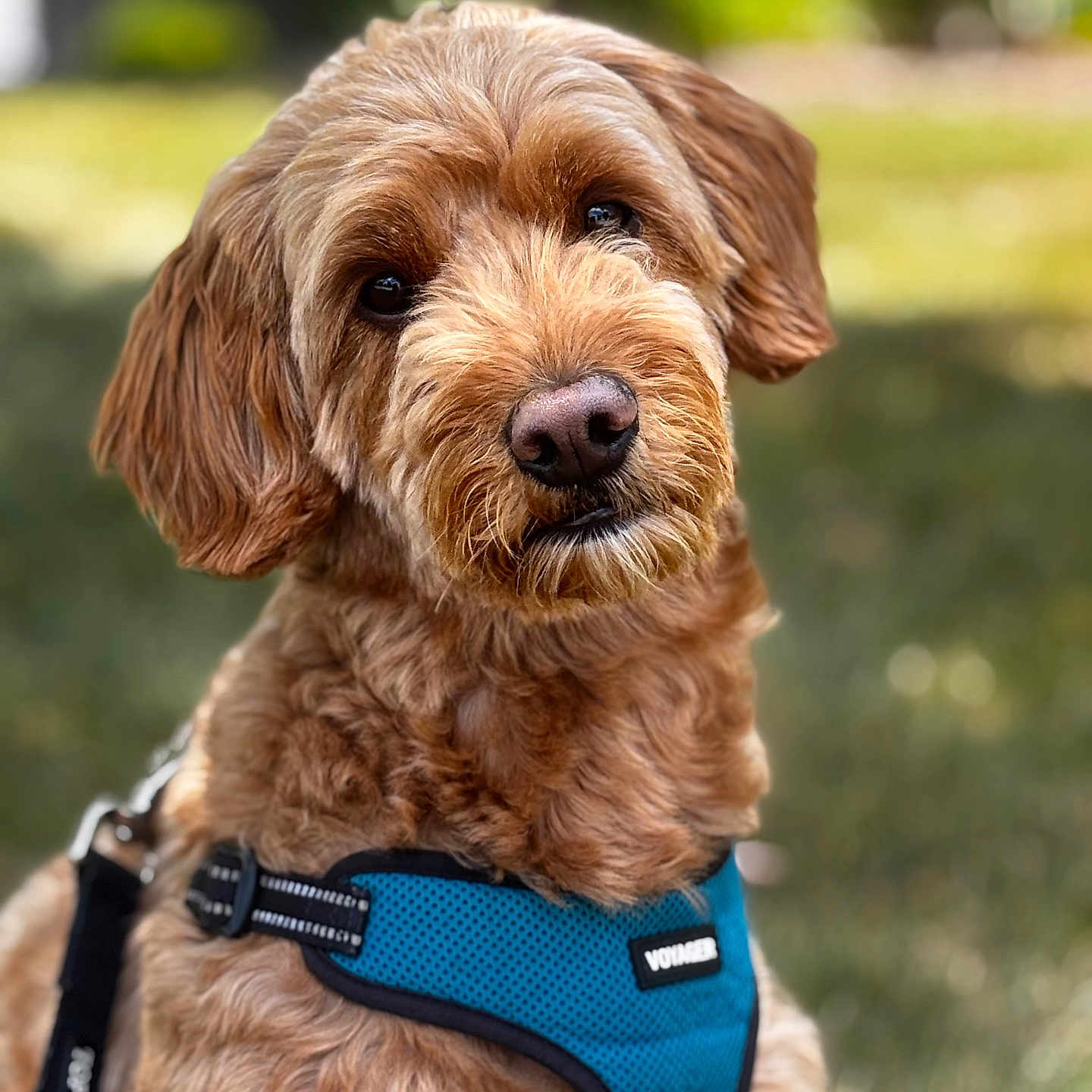 Charlie is registered to the contest to win money with this photo: animal, brown_dog, canine, closeup, companion, curious, curly_fur, cute, daylight, dog, fluffy, friendly, grass, harness, leash, mammal, nature, outdoor, pet, portrait