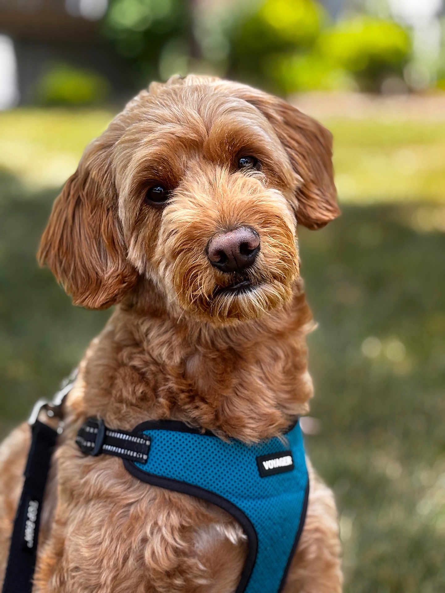 Charlie is registered to the contest to win money with this photo: dog, brown_dog, curly_fur, pet, outdoor, harness, leash, animal, closeup, cute, mammal, companion, portrait, friendly, fluffy, canine, grass, nature, daylight, curious