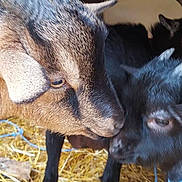 Momo a rejoint le concours — aidez-le/la à gagner de superbes lots !