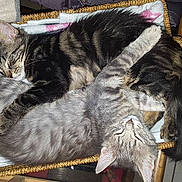 Mosquitoampmojito participe au concours pour gagner de l'argent avec cette photo :