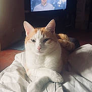 Franck Gallagher a rejoint le concours — aidez-le/la à gagner de superbes lots ! cat, orange_and_white_cat, animal, pet, indoor, blanket, bedding, television, screen, man_on_tv, relaxed, resting, cozy, room, dim_light, feline, fur, whiskers, ears, soft_light