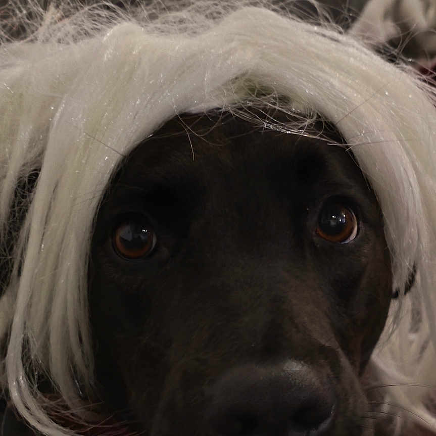 Nala participe au concours pour gagner de l'argent avec cette photo : animal, black_dog, blanket, close_up, costume, cozy, cute, dog, expression, eyes, face, funny, fur, indoors, laying_down, looking_at_camera, mischievous, pet, portrait, white_wig