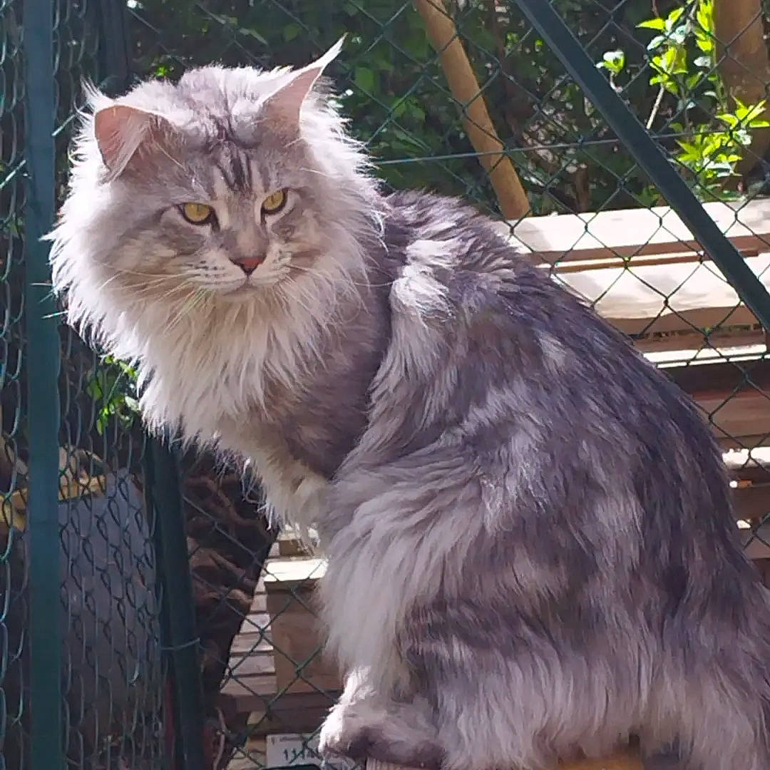 Smoky a rejoint le concours — aidez-le/la à gagner de superbes lots ! british_longhair, carnivore, cat, felidae, fence, fur, maine_coon, persian, plant, small_to_medium_sized_cats, snout, tail, terrestrial_animal, tree, whiskers