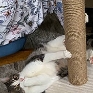 Otto joined the competition — help win amazing prizes! cat, scratching_post, carpet, floral_pattern, fabric, indoor, playful, pet, feline, paws, wide_eyes, curious, white_fur, grey_fur, striped_fur, relaxed, home, animal, cute, resting