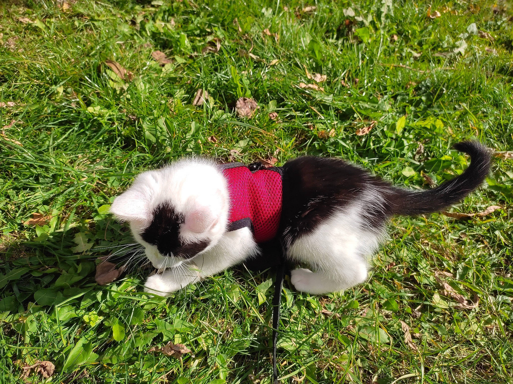 Swanne a rejoint le concours — aidez-le/la à gagner de superbes lots ! canidae, carmine, carnivore, collar, companion_dog, dog, dog_breed, fashion_accessory, felidae, fur, grass, groundcover, paw, pet_supply, plant, snout, sporting_group, tail, terrestrial_animal