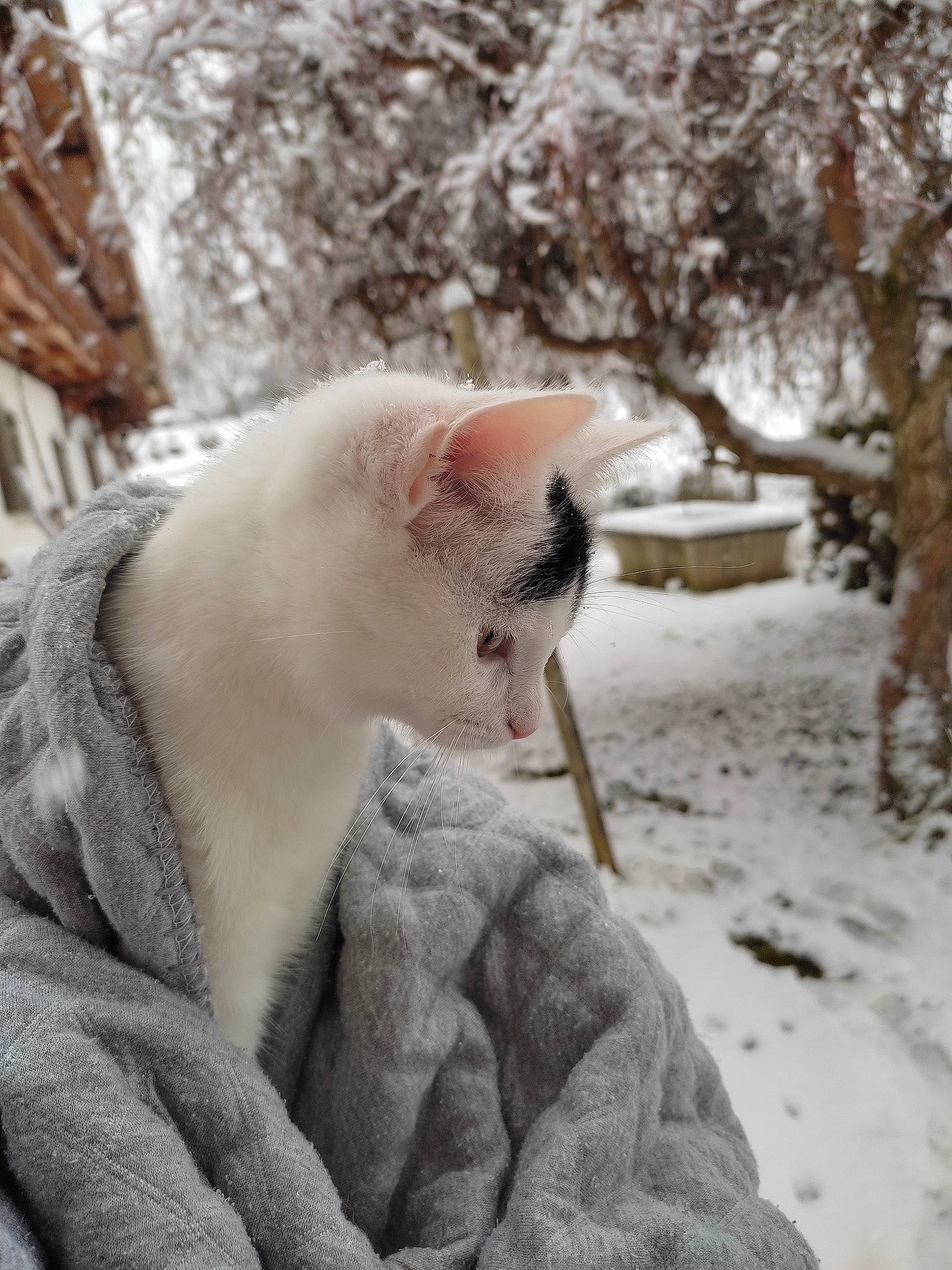 Swanne a rejoint le concours — aidez-le/la à gagner de superbes lots ! carnivore, cat, comfort, domestic_short_haired_cat, fawn, felidae, freezing, fur, grass, paw, plant, sitting, small_to_medium_sized_cats, snout, snow, tail, terrestrial_animal, tree, whiskers, winter