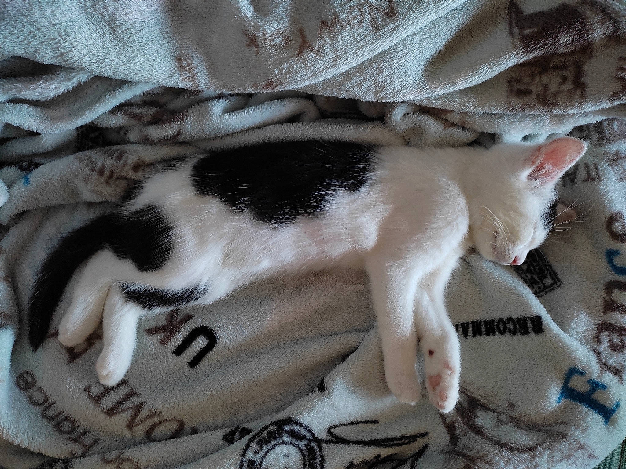 Swanne a rejoint le concours — aidez-le/la à gagner de superbes lots ! carnivore, cat, cat_supply, clock, comfort, domestic_short_haired_cat, felidae, fur, grey, linens, luggage_and_bags, mammal, pattern, paw, sleeve, small_to_medium_sized_cats, tail, textile, whiskers, white