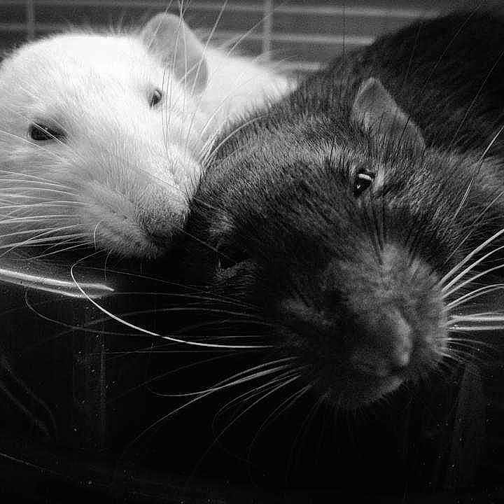 Dr Whiskers And Gorgonzola joined the competition — help win amazing prizes!