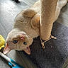 cat, scratching_post, carpet, floor, wooden_floor, indoor, pet, animal, fur, whiskers, ears, paws, upside_down, curious, cute, playful, household, toy, blue, yellow