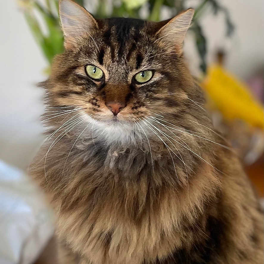 Tomi participe au concours pour gagner de l'argent avec cette photo : abyssinian, animal, cat, daisy, flower, flowerarrangement, flowerbouquet, geranium, hardwood, ikebana, kitten, leaf, manx, pattern, pet, petal, plant, pottedplant, rose, wood