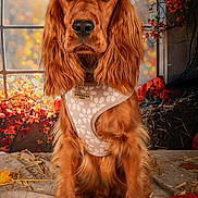 Vaia a rejoint le concours — aidez-le/la à gagner de superbes lots ! dog, golden_brown, long_ears, harness, autumn, leaves, fall, portrait, sitting, indoor, decor, window, animal, cute, pet, fur, expression, warm_colors, nature, cozy