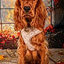 dog, golden_brown, long_ears, harness, autumn, leaves, fall, portrait, sitting, indoor, decor, window, animal, cute, pet, fur, expression, warm_colors, nature, cozy