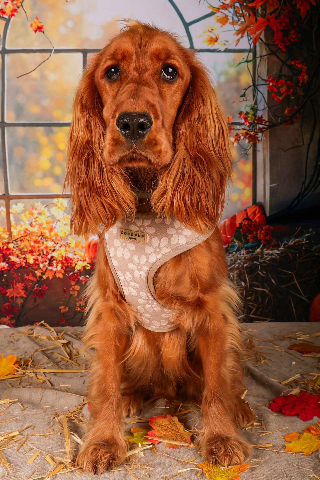 Vaia a rejoint le concours — aidez-le/la à gagner de superbes lots ! dog, golden_brown, long_ears, harness, autumn, leaves, fall, portrait, sitting, indoor, decor, window, animal, cute, pet, fur, expression, warm_colors, nature, cozy