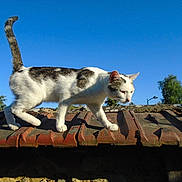 Walid participe au concours pour gagner de l'argent avec cette photo :