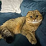 Yoga participe au concours pour gagner de l'argent avec cette photo : cat, scottish_fold, fluffy, couch, blue_couch, pillow, white_pillow, indoor, pet, feline, relaxed, cute, whiskers, fur, domestic_animal, animal, looking_at_camera, cozy, resting, home