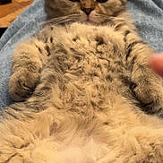 Yoga a rejoint le concours — aidez-le/la à gagner de superbes lots ! cat, fluffy, lap, jeans, socks, indoor, wooden_table, glass, fur, relaxed, pet, animal, cozy, background, floor, tile_floor, clutter, closeup, cute, resting
