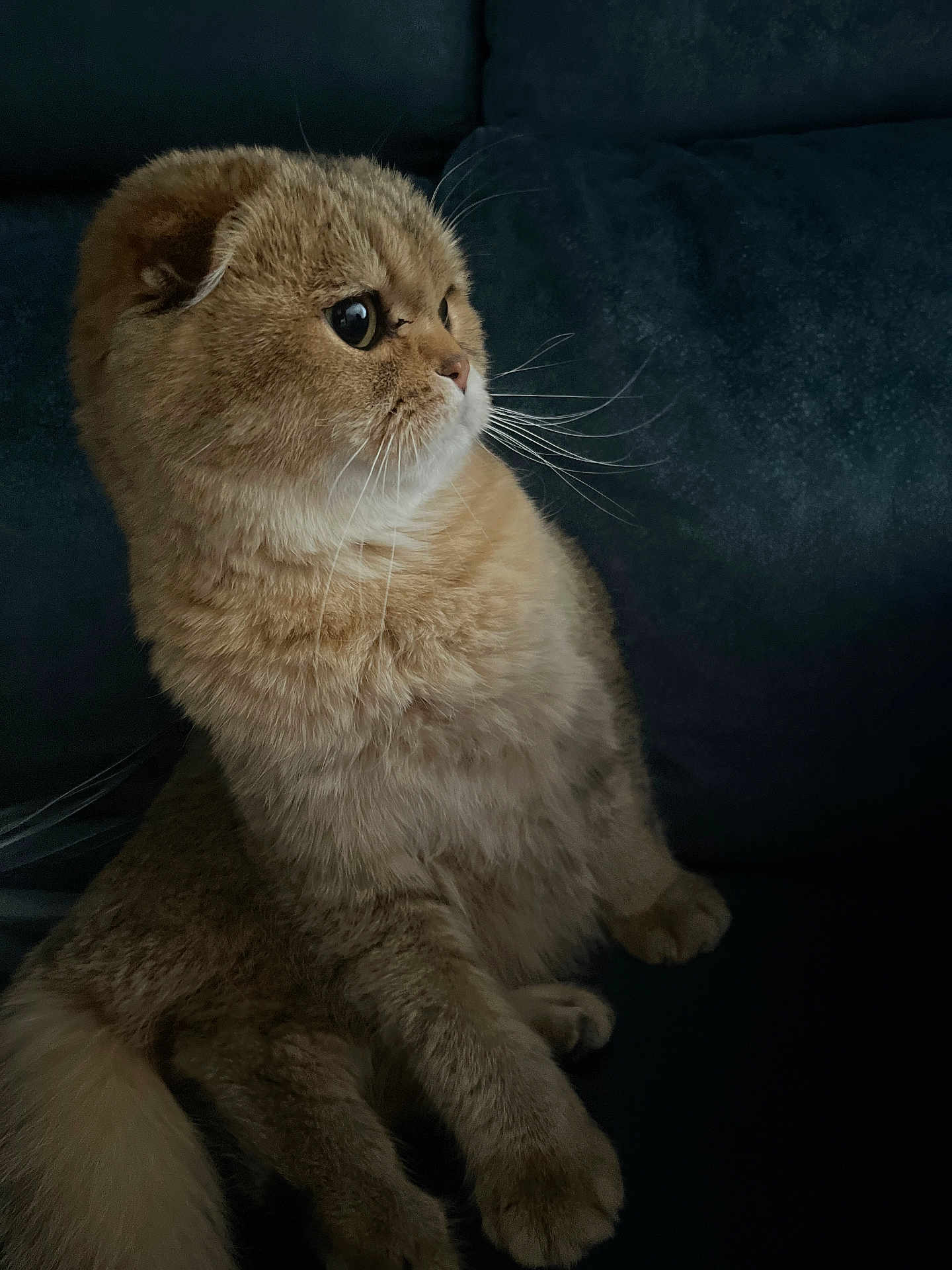 Yoga participe au concours pour gagner de l'argent avec cette photo : cat, fluffy, pet, sitting, wide_eyes, whiskers, indoor, feline, cute, fur, couch, dark_background, side_view, domestic_animal, portrait, mammal, animal, resting, alert, soft