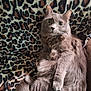 cat, gray_cat, fluffy, pet, animal, feline, leopard_print, blanket, cozy, indoor, cute, relaxed, fur, whiskers, ears, paw, sitting, looking, curious, soft