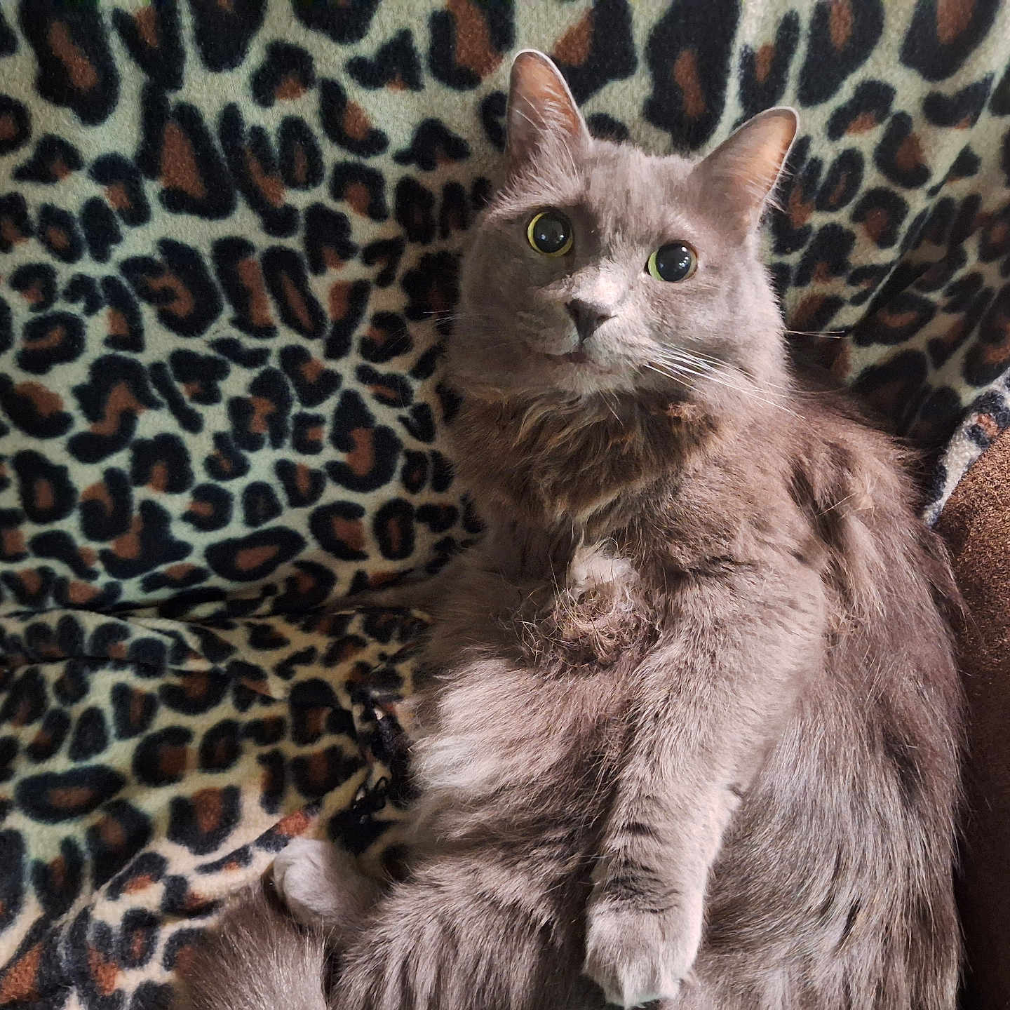 Ashie joined the competition — help win amazing prizes! animal, blanket, cat, cozy, curious, cute, ears, feline, fluffy, fur, gray_cat, indoor, leopard_print, looking, paw, pet, relaxed, sitting, soft, whiskers