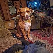 Jackflash joined the competition — help win amazing prizes! blanket, brindle_dog, brown_dog, carpet, casual, cozy, curtains, dog, floor, furniture, home, household, indoor, living_room, pets, rug, shelf, sitting, standing, window