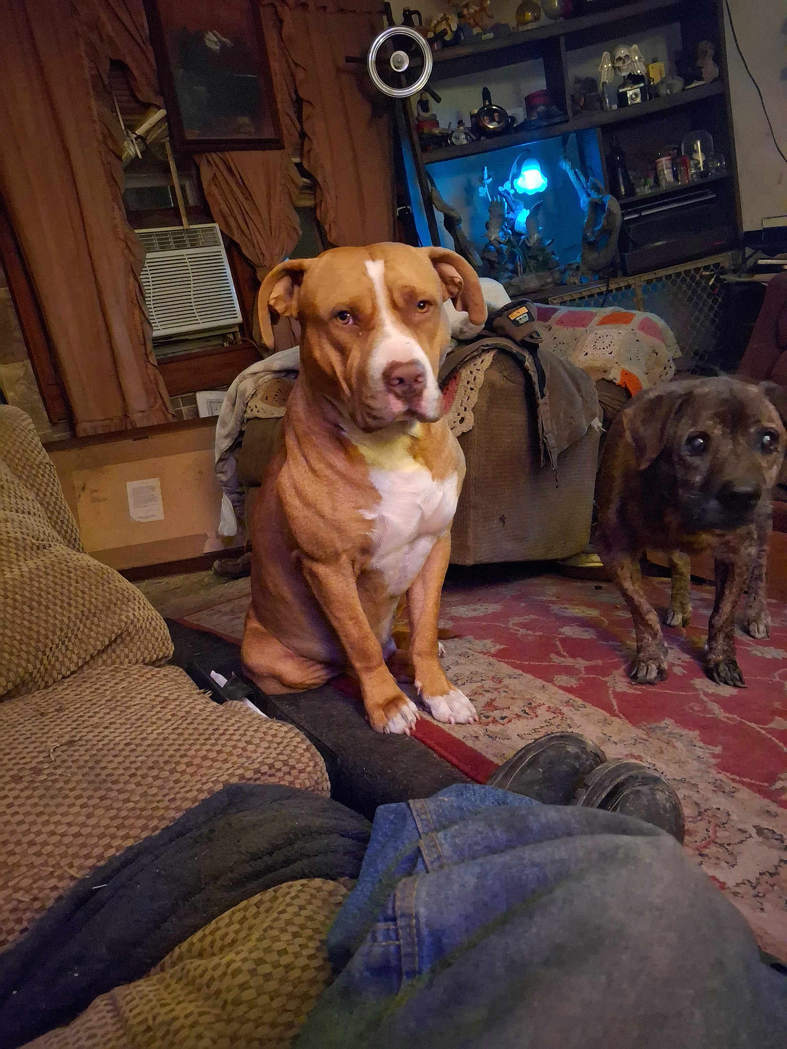 Jackflash joined the competition — help win amazing prizes! blanket, brindle_dog, brown_dog, carpet, casual, cozy, curtains, dog, floor, furniture, home, household, indoor, living_room, pets, rug, shelf, sitting, standing, window