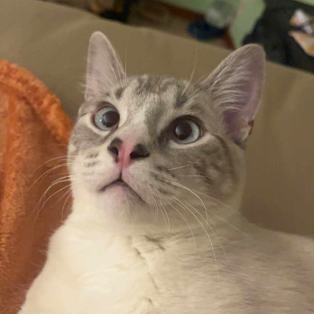 Whiskey joined the competition — help win amazing prizes! abyssinian, accessories, angora, animal, architecture, bag, blanket, building, cat, couch, furniture, handbag, indoors, kitten, livingroom, manx, pet, room, siamese, white