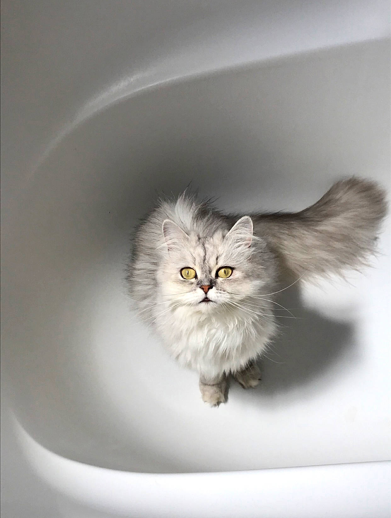 Nami participe au concours pour gagner de l'argent avec cette photo : carnivore, cat, circle, eye, face, felidae, fur, head, macro_photography, monochrome, monochrome_photography, paw, persian, small_to_medium_sized_cats, snout, still_life_photography, symmetry, terrestrial_animal, whiskers, window