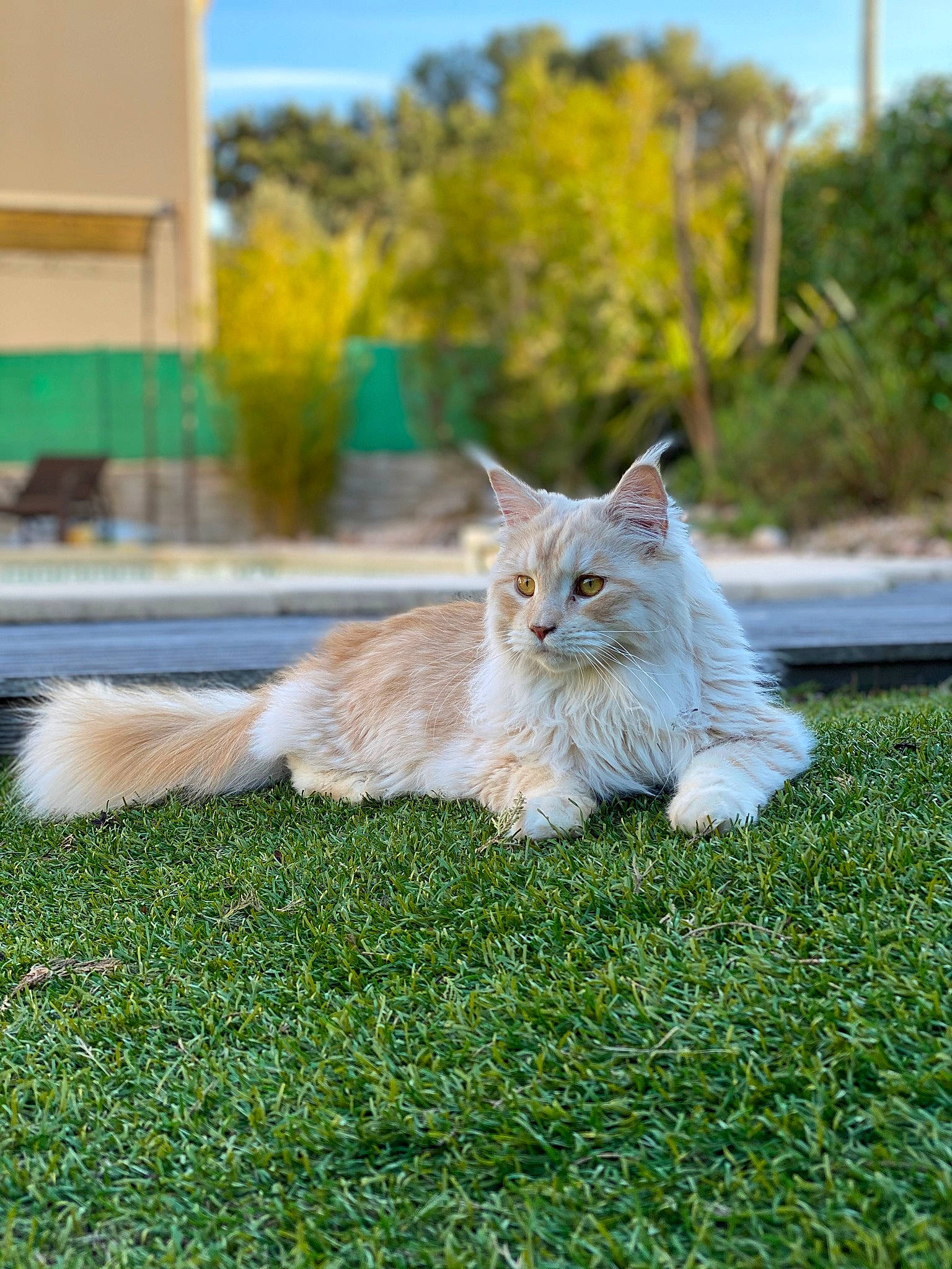 Kirua a rejoint le concours — aidez-le/la à gagner de superbes lots ! canidae, carnivore, cat, domestic_short_haired_cat, fawn, felidae, fur, grass, palm_tree, persian, plant, sitting, sky, small_to_medium_sized_cats, snout, tail, tree, whiskers, wildlife, wood