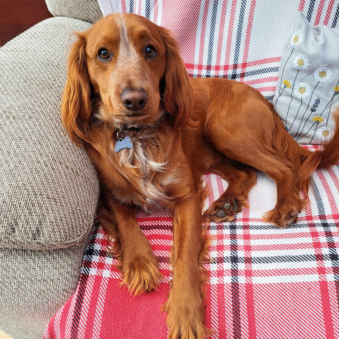 Mitch joined the competition — help win amazing prizes! animal, armchair, blanket, canine, chair, cockerspaniel, couch, cushion, dog, furniture, goldenretriever, homedecor, hound, linen, papillon, pet, pillow, puppy, terrier