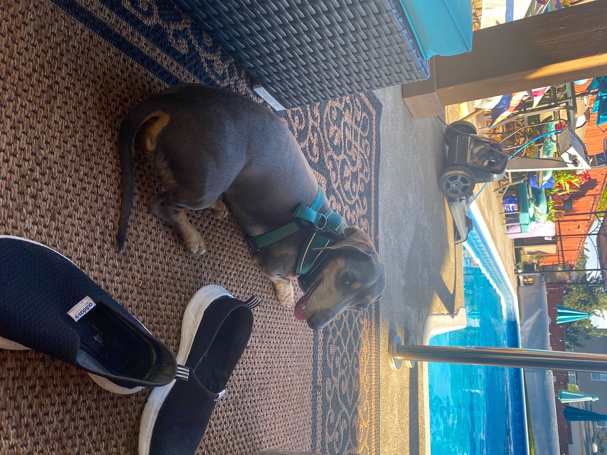 Hans joined the competition — help win amazing prizes! audio_equipment, auto_part, azure, comfort, dog, dog_breed, electric_blue, eyewear, flooring, foot, fun, hardwood, headphones, human_leg, knee, leisure, personal_protective_equipment, room, tail, thigh