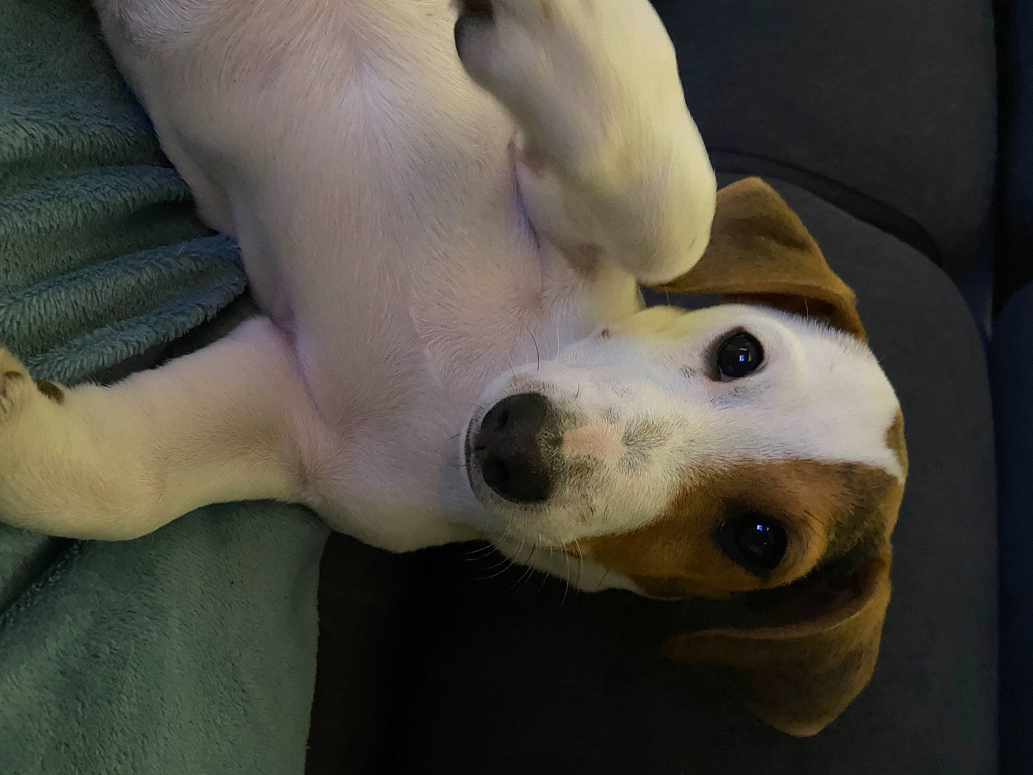 Moka a rejoint le concours — aidez-le/la à gagner de superbes lots ! canidae, carnivore, comfort, companion_dog, dog, dog_breed, ear, fawn, foot, fur, gesture, jaw, nose, paw, snout, sporting_group, tail, terrestrial_animal, whiskers, working_animal