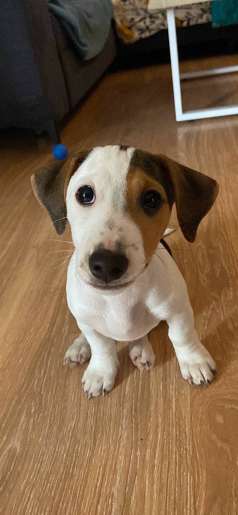 Moka a rejoint le concours — aidez-le/la à gagner de superbes lots ! canidae, carnivore, circle, companion_dog, dog, dog_breed, fawn, flooring, fur, hardwood, pet_supply, scent_hound, snout, sporting_group, varnish, whiskers, wood, wood_flooring, wood_stain, working_animal