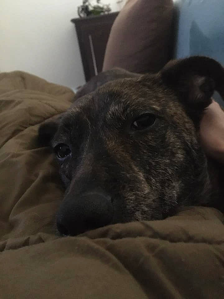 Morty a rejoint le concours — aidez-le/la à gagner de superbes lots ! canidae, carnivore, dog, dog_breed, ear, furniture, greyhound, italian_greyhound, lurcher, mammal, peruvian_hairless_dog, sighthound, snout, vertebrate, whippet, whiskers