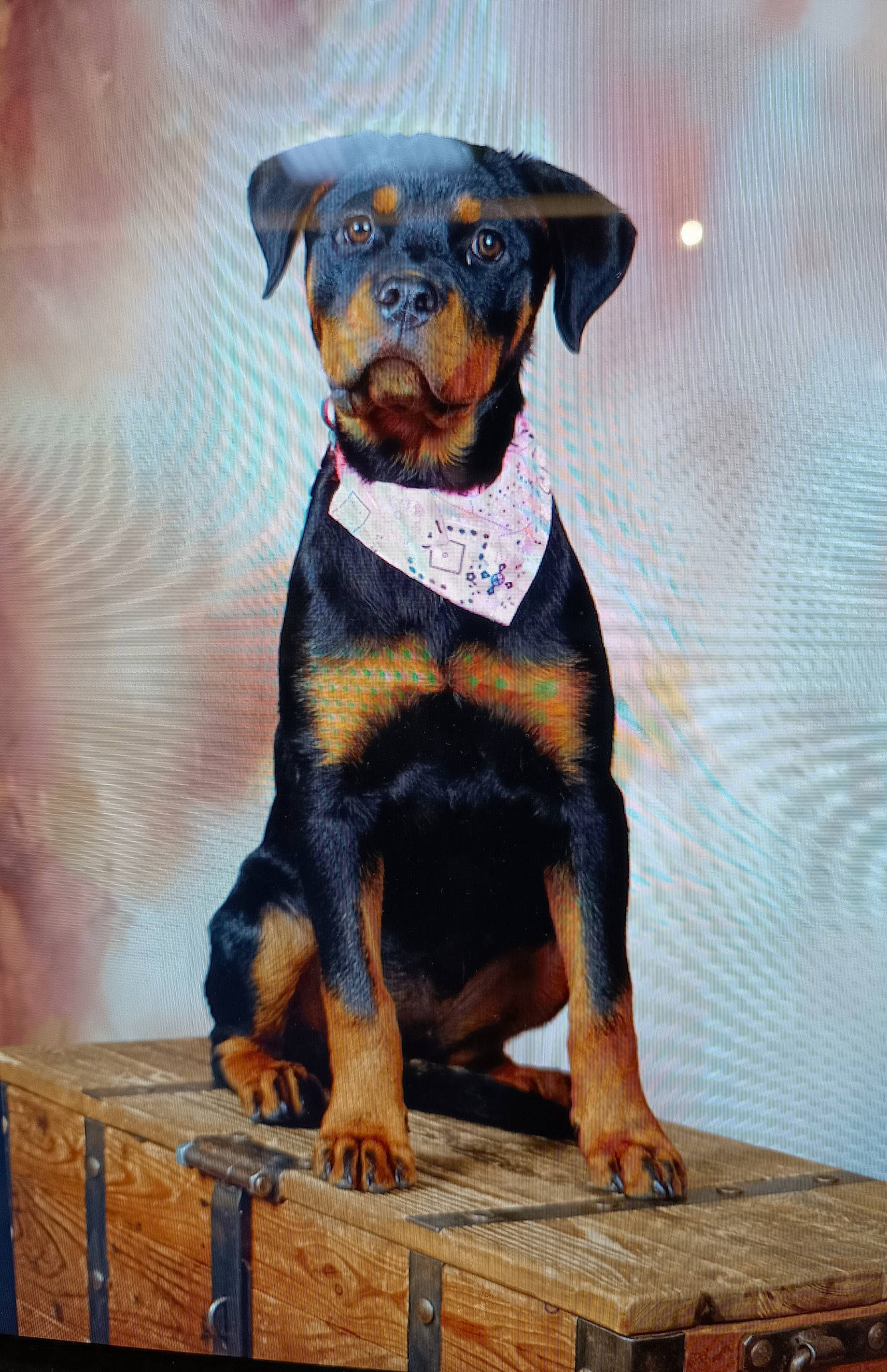 Ushka participe au concours pour gagner de l'argent avec cette photo : art, bow_tie, canidae, carnivore, collar, companion_dog, dog, dog_breed, dog_collar, fawn, guard_dog, hound, painting, paw, snout, sporting_group, tail, terrestrial_animal, working_animal, working_dog