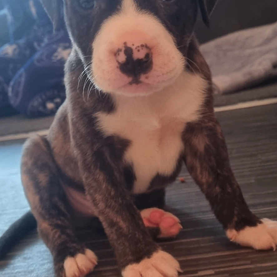 Rocco is registered to the contest to win money with this photo: adult, animal, boxer, bulldog, canine, dog, frenchbulldog, hardwood, head, hound, indoors, labradorretriever, male, man, person, pet, pitbull, puppy, snout, wood