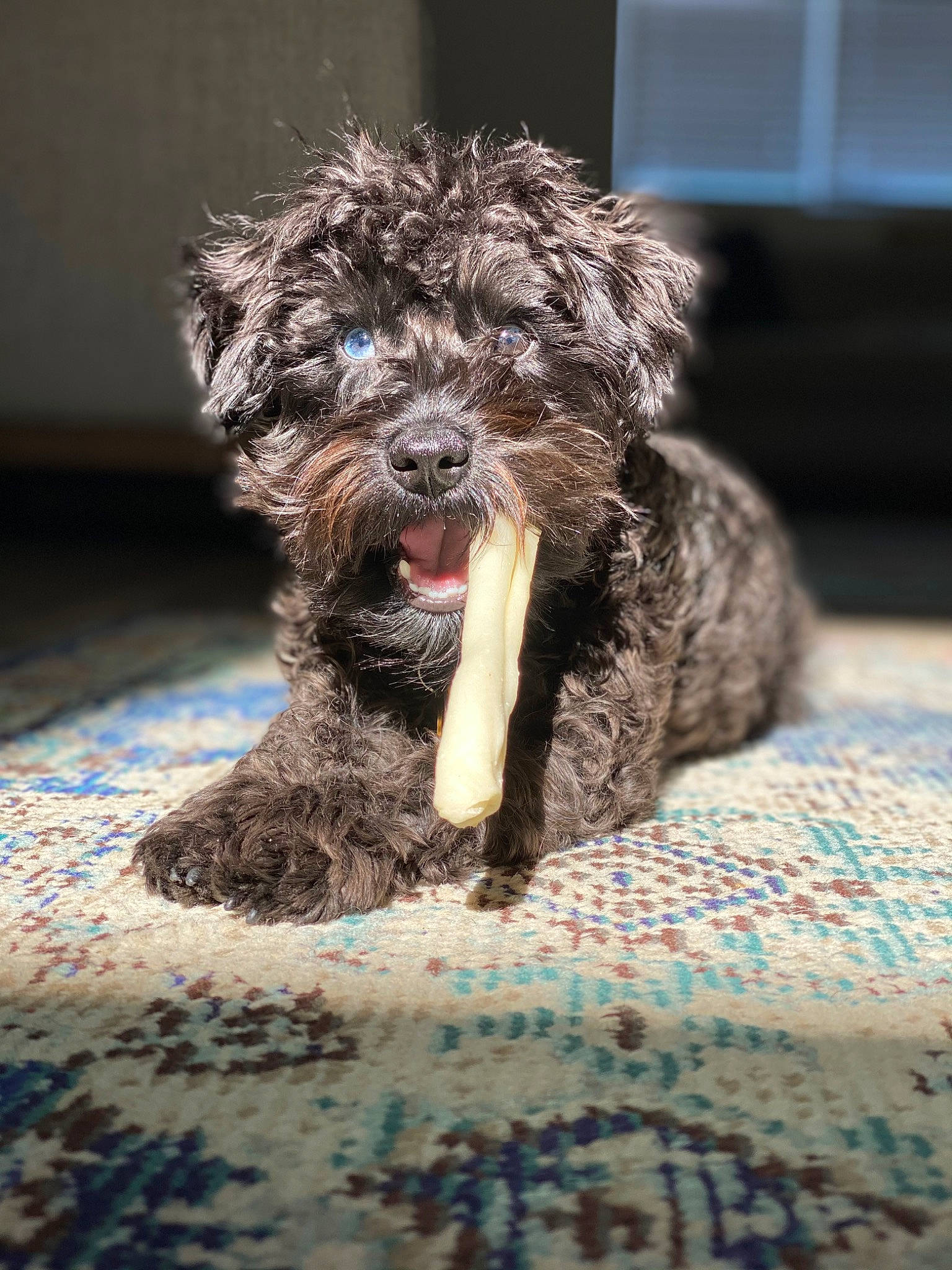 Harvey is registered to the contest to win money with this photo: canidae, carnivore, claw, companion_dog, dog, dog_breed, dog_supply, fur, non_sporting_group, puppy, small_terrier, snout, sporting_group, terrestrial_animal, terrier, toy_dog, water_dog, working_animal