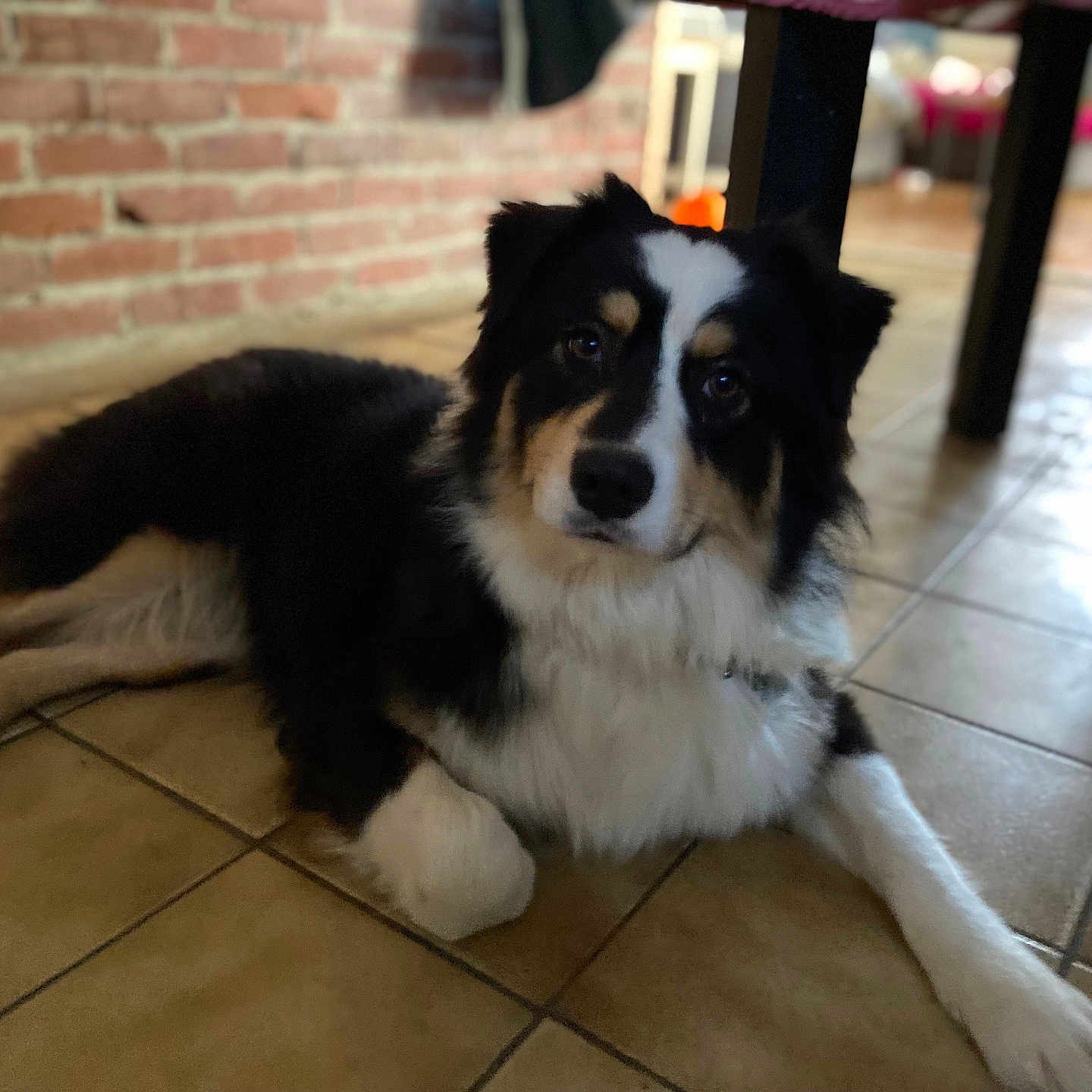 Athéna participe au concours pour gagner de l'argent avec cette photo : accessories, animal, architecture, brick, building, canine, cockerspaniel, collie, dog, eskimodog, husky, indoors, outdoors, path, pet, puppy, shelter, slate, strap, tile