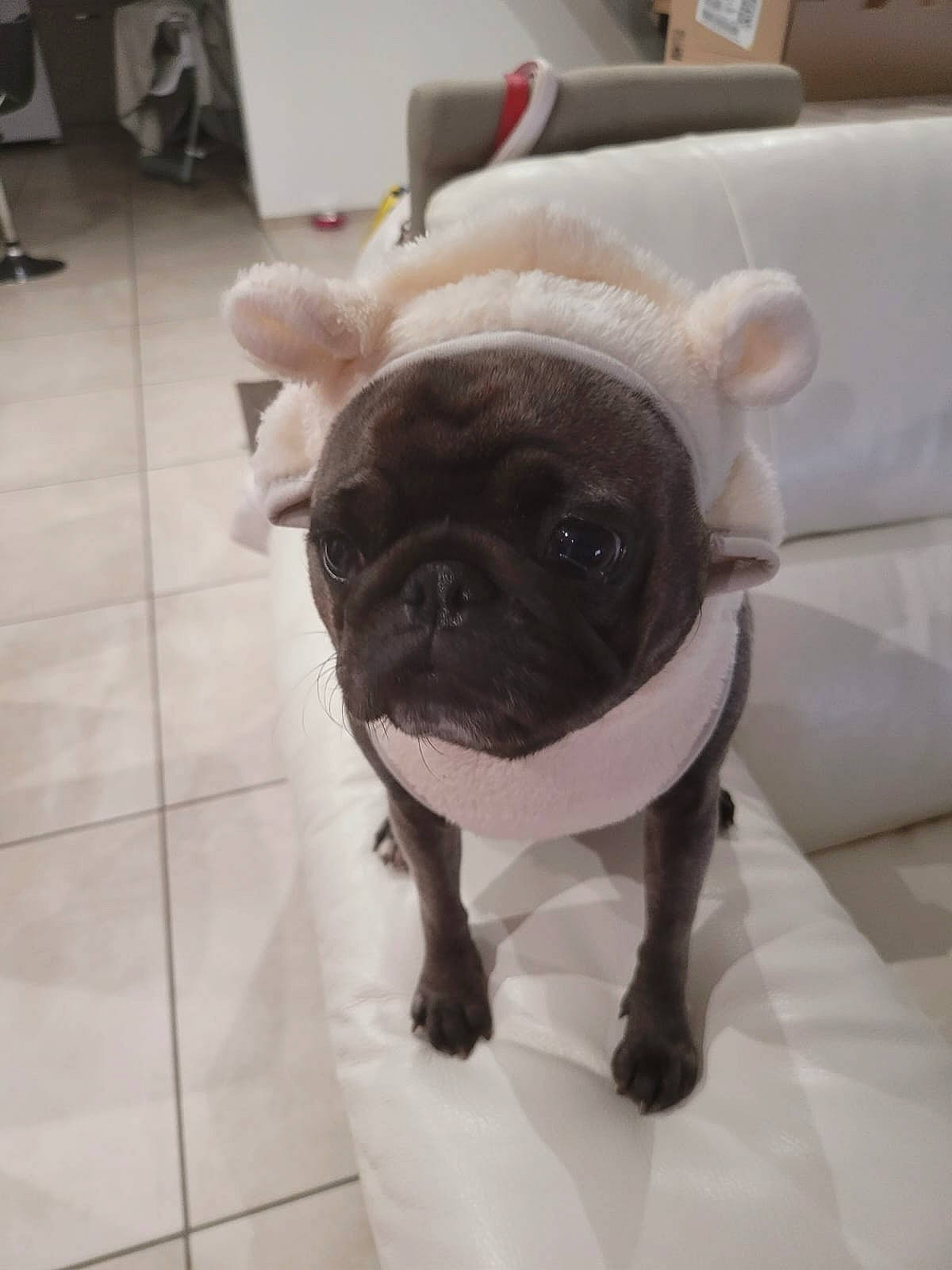 Chouquette participe au concours pour gagner de l'argent avec cette photo : bulldog, canidae, carnivore, companion_dog, dog, dog_breed, dog_collar, fawn, floor, flooring, fur, non_sporting_group, pug, snout, sporting_group, terrestrial_animal, tile_flooring, toy_dog, working_animal, wrinkle