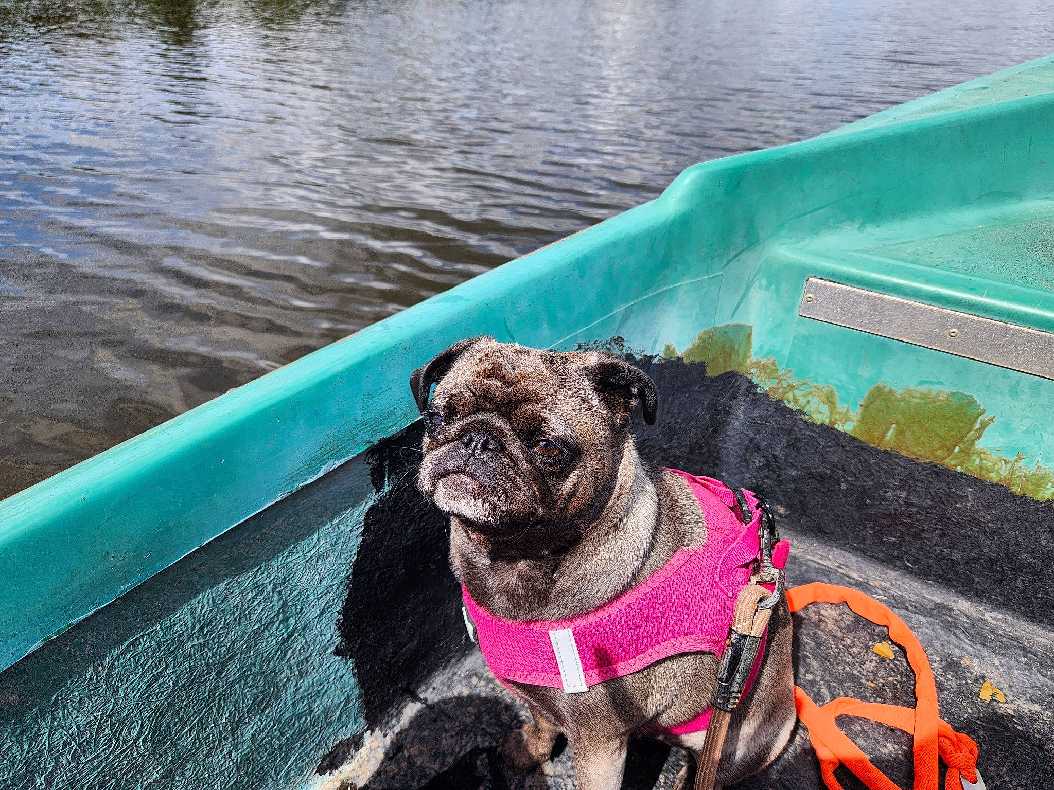 Chouquette participe au concours pour gagner de l'argent avec cette photo : canidae, carnivore, collar, companion_dog, dog, dog_breed, dog_collar, dog_supply, fawn, lake, leash, leisure, pet_supply, pug, snout, sporting_group, toy_dog, water, working_animal, wrinkle