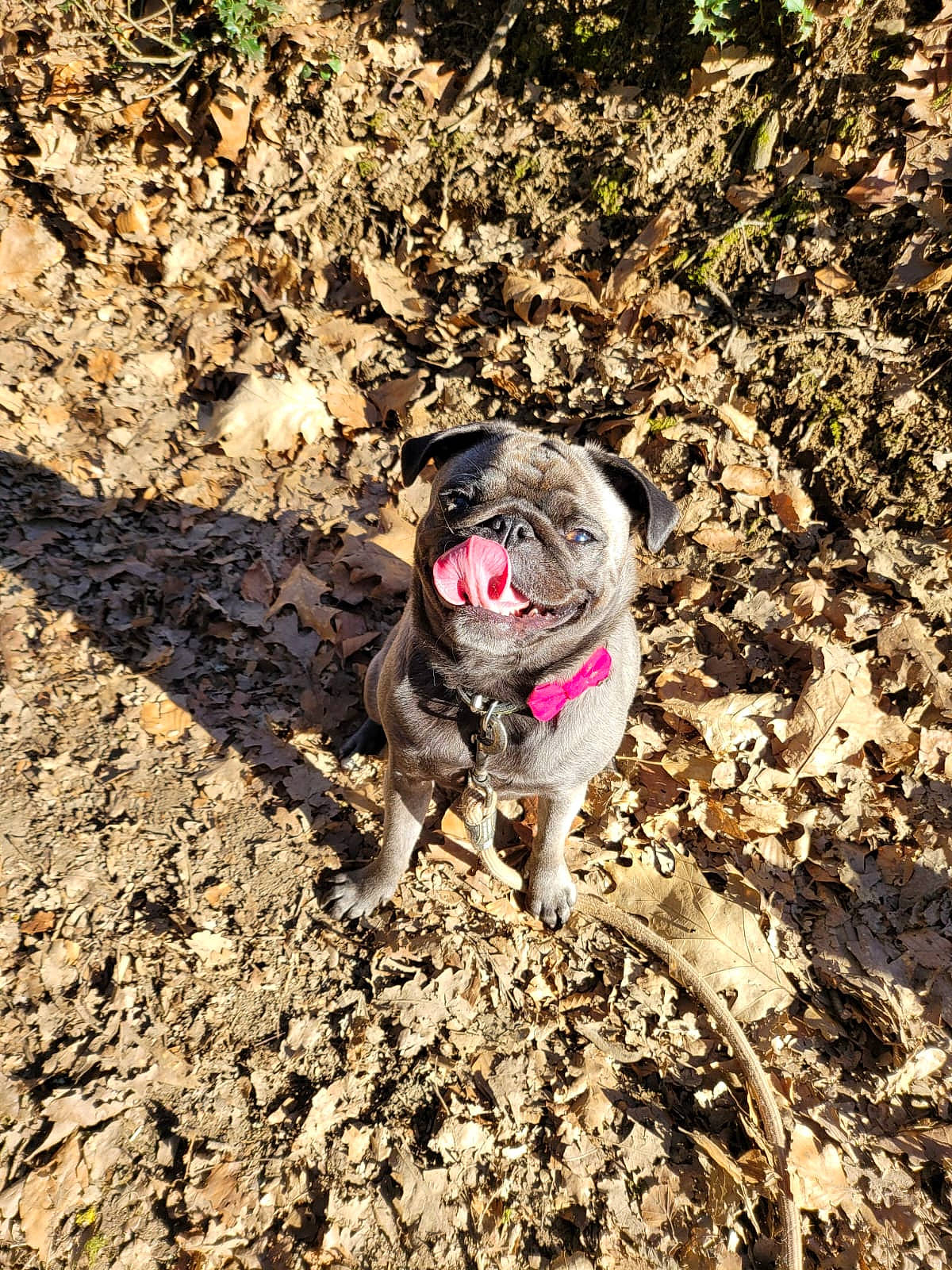 Chouquette participe au concours pour gagner de l'argent avec cette photo : adventure, canidae, carnivore, dog, dog_breed, fawn, non_sporting_group, paw, recreation, rock, sand, snout, soil, sporting_group, tail, terrestrial_animal, wildlife, working_animal