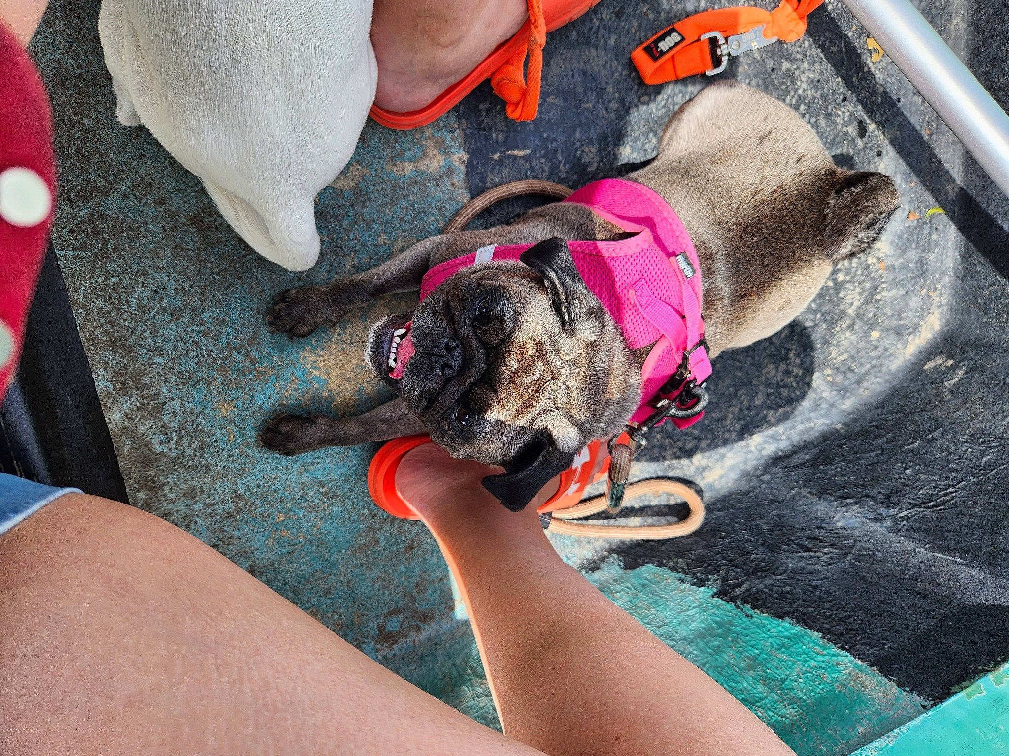 Chouquette participe au concours pour gagner de l'argent avec cette photo : canidae, carnivore, collar, comfort, companion_dog, dog, dog_breed, dog_collar, fawn, foot, hat, human_leg, mammal, nail, paw, pet_supply, snout, sporting_group, working_animal, wrist