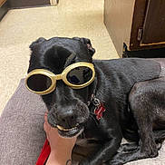 Gremlin is registered to the contest to win money with this photo: dog, black_dog, goggles, pet, indoor, floor, cushion, hand, tattoo, collar, tag, smiling, resting, canine, fur, animal, leash, wooden_cabinet, comfort, funny