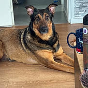 Ruby a rejoint le concours — aidez-le/la à gagner de superbes lots ! animal, black, brown, cup, dog, domestic, door, ears, eyes, face, floor, fur, german_shepherd, hairbrush, indoor, laying_down, pet, relaxed, table, wooden_floor