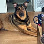 animal, black, brown, cup, dog, domestic, door, ears, eyes, face, floor, fur, german_shepherd, hairbrush, indoor, laying_down, pet, relaxed, table, wooden_floor