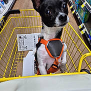 Tinkerbelle is registered to the contest to win money with this photo: dog, shopping_cart, store, aisle, pet, orange_harness, black_and_white, curious, small_dog, canine, indoor, floor, shelves, products, plastic, metal, shopping, leisure, animal, mammal