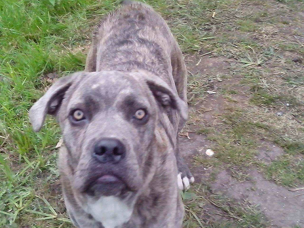 Ipsos a rejoint le concours — aidez-le/la à gagner de superbes lots ! alaunt, bandog, bully_kutta, cane_corso, canidae, carnivore, catahoula_bulldog, cimarron_uruguayo, dog, dog_breed, dogo_sardesco, fawn, louisiana_catahoula_leopard_dog, mammal, mountain_cur, perro_de_presa_canario, rare_breed_dog, snout, sporting_group, vertebrate